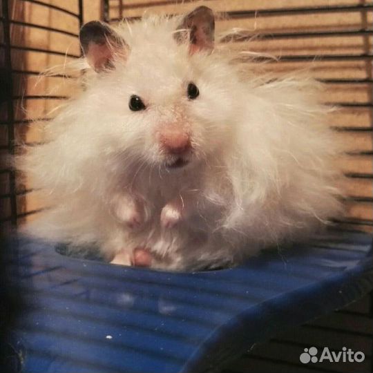 Хомяк с клеткой