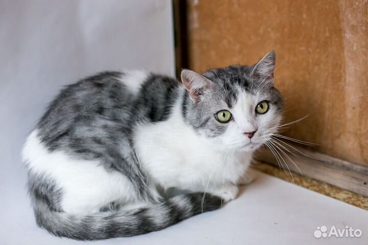 Кот Василий