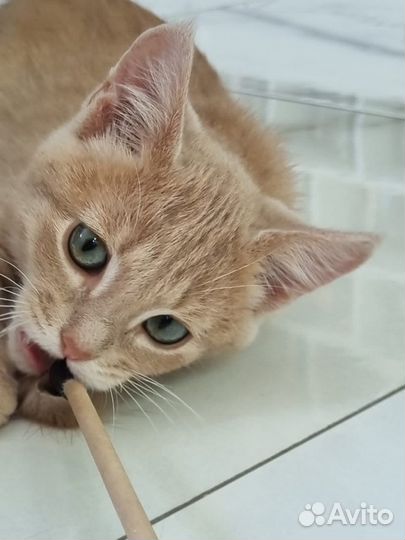 Котенок девочка необычайной красоты