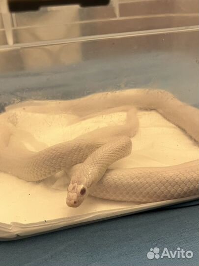 Аренда змеи