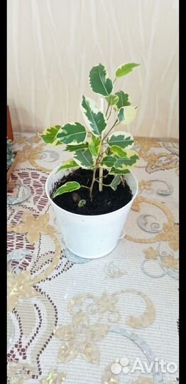 Фикус бенджамина пестролистный