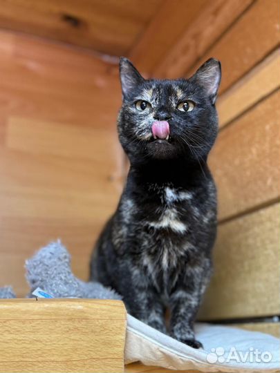 Приходите в приют за другом