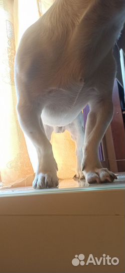 Вязка Джек Рассел Терьер