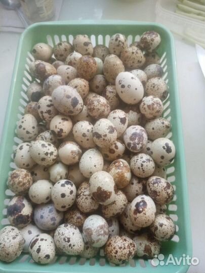 Яйца перепелиные домашние (диетические)