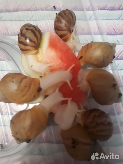 Улитки ахатины бесплатно