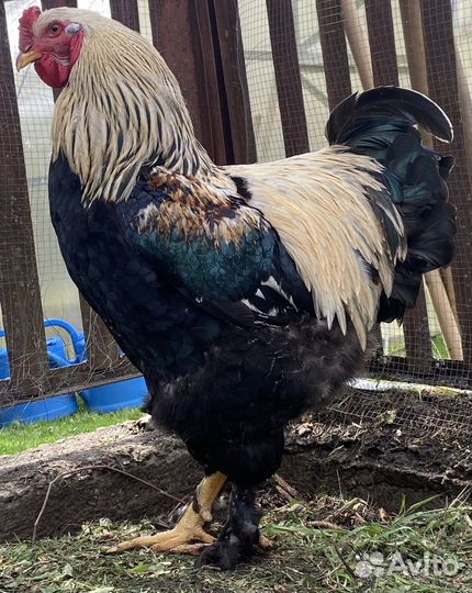 Петух ручной