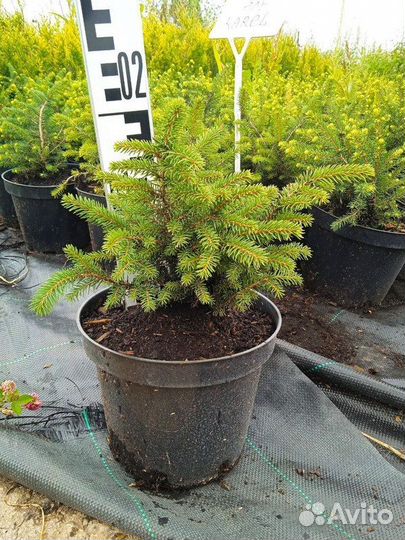 Саженцы Ель сербская Karel (Карел)