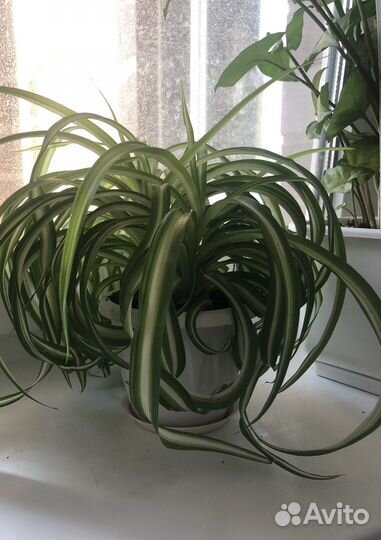 Кудряшки-хлорофитумы