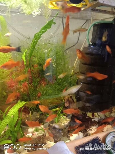 Аквариумные рыбки