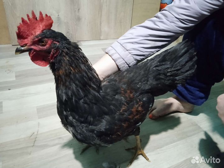 Петухи доминант крапчатый
