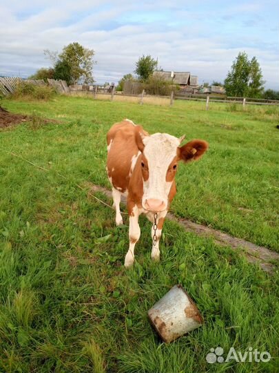 Корова на мясо