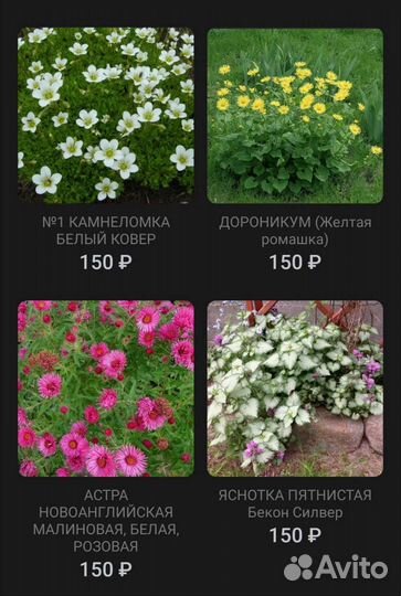 Цветы И кустарники для сада