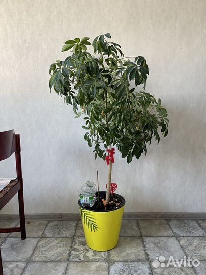 Шеффлера герда (пестролистная) h140