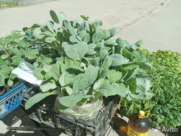 Рассада томата, капусты, перца, огурца и т.д