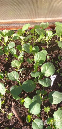 Рассада капусты ранней