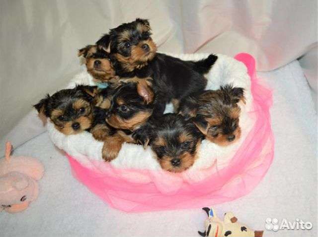 Щенки йоркширского. терьера