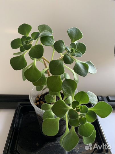 Аихризон дерево любви (счастья)