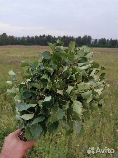 Веники для бани береза