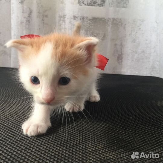 Мальчик котенок