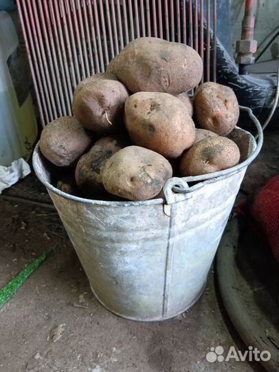 Продам картофель семенной, едовой