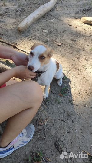 Собака в добрые руки отдам бесплатно