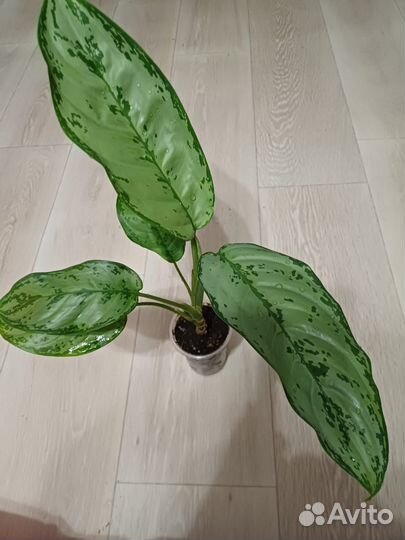 Комнатные цветы