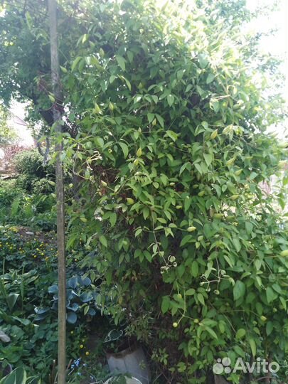 Клематис белый