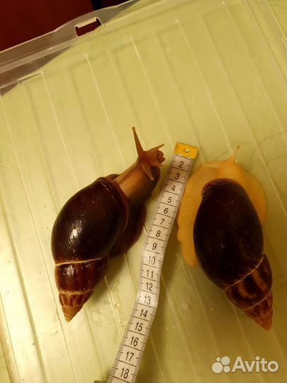 Улитки ахатины