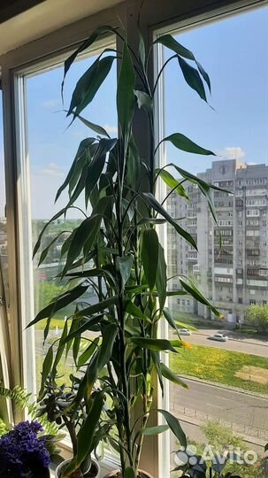 Драцена бамбук