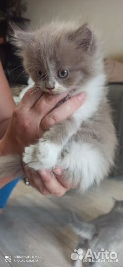 Отдам кота в добрые руки