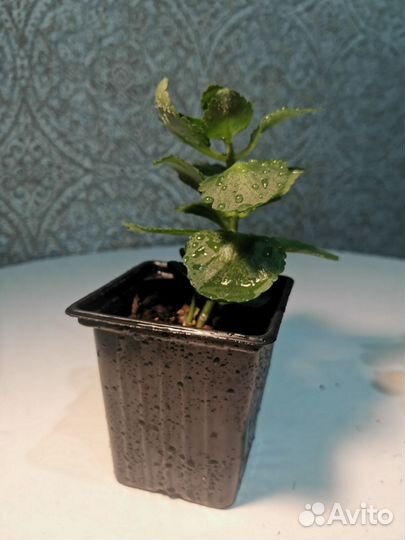 Каланхое блоссфельда