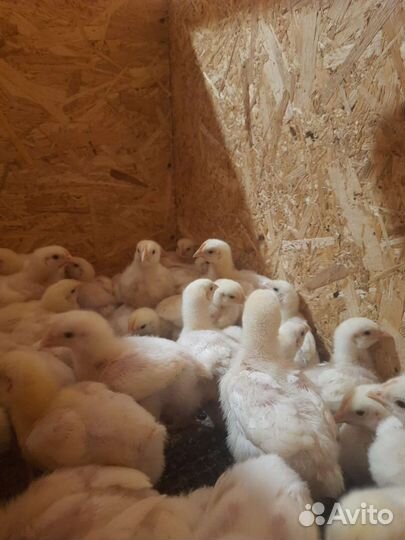 Цыплята бройлеры кобб 500