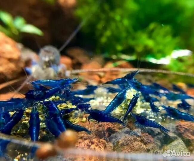 Аквариумные креветки в розницу,оптом,почтой по РФ