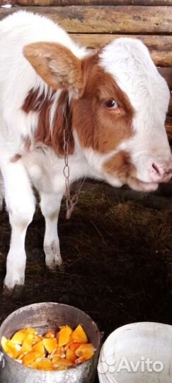 Телка 4 месяца