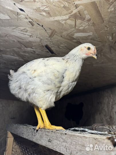 Петушки 3 мес