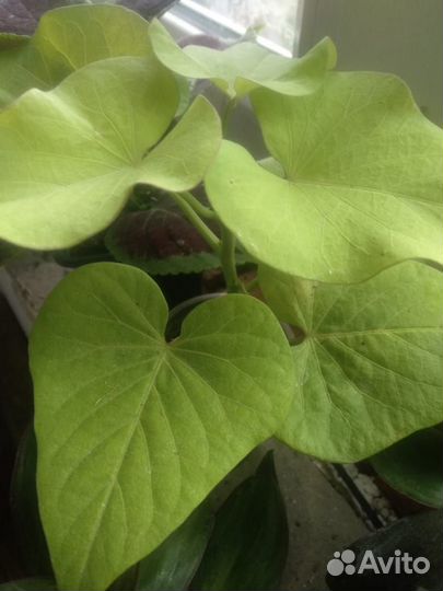 Комнатные цветы