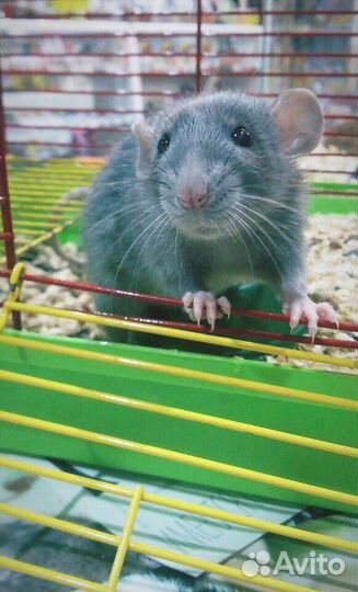 Крыса, крысята дамбо, хаски, сфинкс