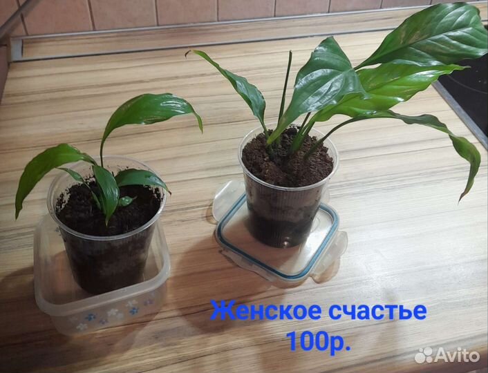 Спатифиллум