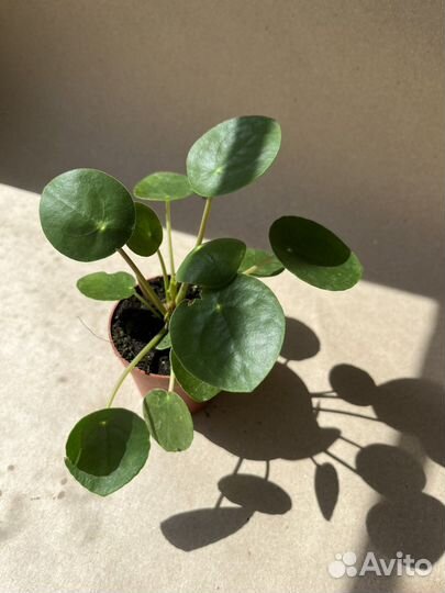 Комнатные растения Пилея Пеперомивидная