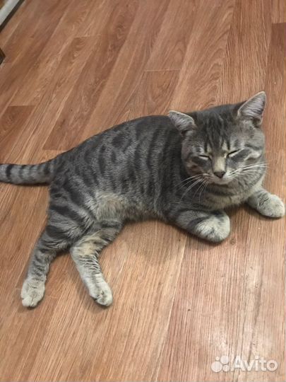 Кот для вязки