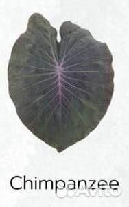 Новинка Колоказия Chimpanzee