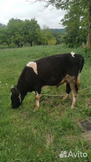 Ягнята, матки с ягнятами, телята