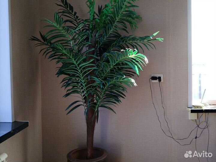 Замиокулькас