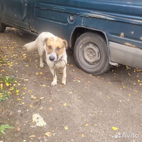 Собака в добрые руки