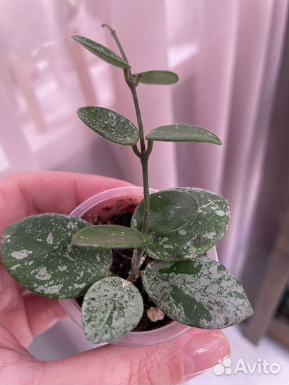 Хойи сортовые