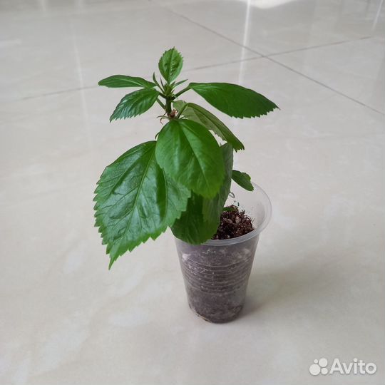 Комнатные растения цветы