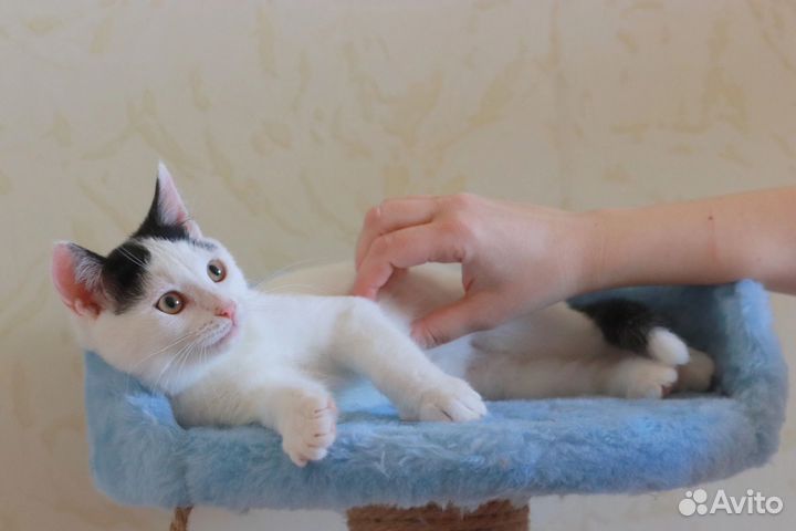 Котята в добрые руки. Мальчики 3,5 мес