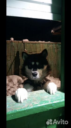 Аляскинский маламут