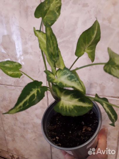 Сингониумы