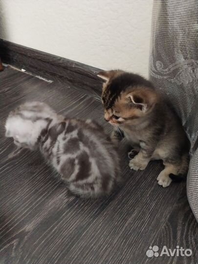 Шотландские котята